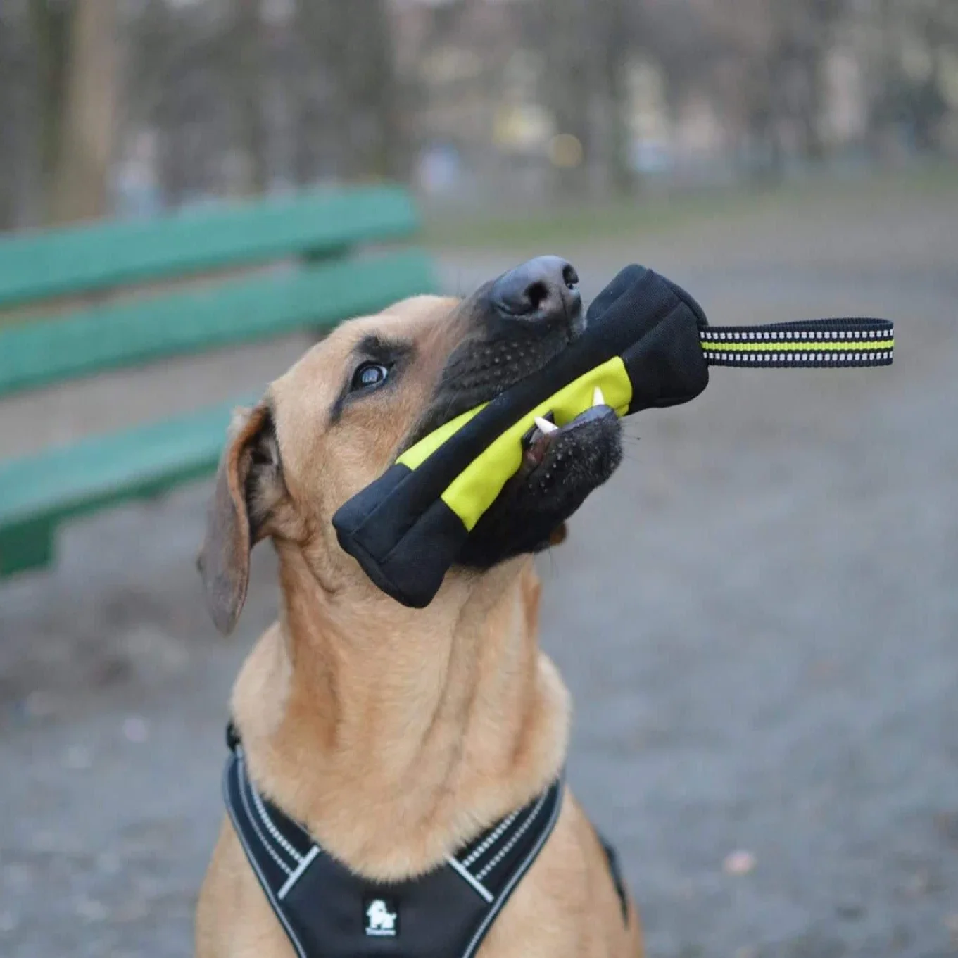 Truelove cão treinamento retri - Quality Food Snacks avaliação e preço